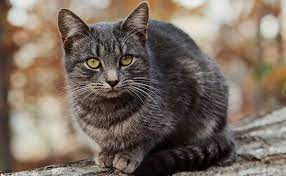 The Benefits Of Feral Cat Tnr Programs Vs Euthanasia