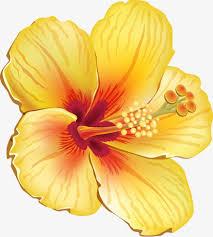 Hibiscus Syriacus Jaune Hibiscus Syriacus Jaune Dessin Fichier Png Et Psd Pour Le Telechargement Libre Dessin Hibiscus Peinture Fleurs Clipart Fleurs