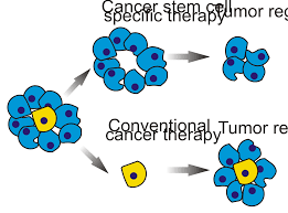 In some people, cancers may be caused by certain viruses (some types of human papillomavirus, or hpv, for example) and bacteria (such as helicobacter pylori). Cancer Stem Cell Wikipedia