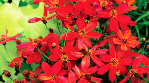 Make it the best sweet 16 ever with these unique birthday gifts. Best Flowers For A Colorful Garden Sunset Sunset Magazine