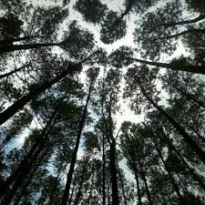 Judul Peluhku Tuk Gapai Citaku Kusingsingakan Lengan Bajuku Seolah Aku Akan Bertarung Aku Brainly Co Id