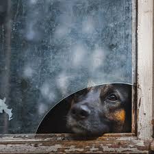 Schon Aussehende Fotos Von Tieren Die Durch Windows Schauen Tiere Ausgestopftes Tier Niedliche Tierbilder