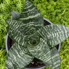 Image result for Sansevieria trifasciata