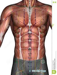 Acupuncture Point Cv2 Qugu 3d Illustration Stock Illustration Illustration Of Conception Body 81092405