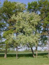 Image result for Prunus serotina