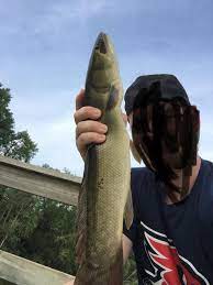 Catfish are predominantly freshwater fish, while the dogfish can be found in salt water. Lake Auburn Minnesota Dogfish Whatisthisfish