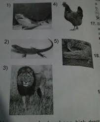 Setelah menetas, anakan akan dilahirkan oleh hewan betina. Hewan Yang Berkembang Biak Dengan Cara Ovovivipar Ditunjukkan Oleh Gambar Nomora 1 3 Dan 5 B 1 2 Brainly Co Id