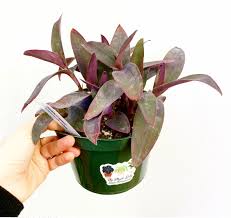 Image result for Tradescantia pallida