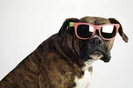 One of many great free stock photos from pexels. Boxer Dogs Wearing Sunglasses Quotes Quotesgram