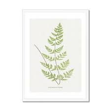 Image result for Cheilanthes botswanae