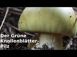 Gruner Knollenblatterpilz Youtube