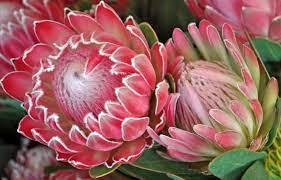 Preparing For Valentine S Day Protea Flower Protea Art Flower Painting