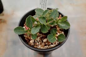 Image result for Monadenium discoideum