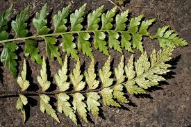 Image result for Asplenium aethiopicum