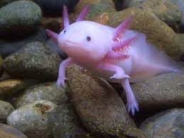 Bildergebnis für axolotl