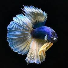 Pin By James Jan On Betta Fish In 2020 Betta Fish Betta Fish