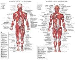 Broadly considered, human muscle—like the muscles of all vertebrates—is often divided into striated muscle (or skeletal muscle), smooth muscle, and cardiac muscle. Human Torso Muscles The Human Body Muscles Human Muscular System Human Body Muscles Human Muscle Anatomy