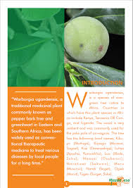 Image result for Warburgia ugandensis