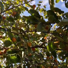 Image result for Grewia micrantha