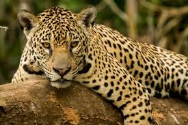 They live on the veldt, or open grasslands. 25 Rainforest Animals That You Should Know About Swedish Nomad