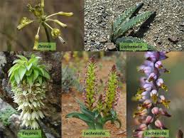 Image result for Hyacinthaceae