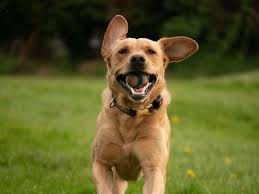 Simple and effective ways to make your yorkshire terrier happy, healthy, and obedient. Best Dog Breeds For First Time Owners Pitpat