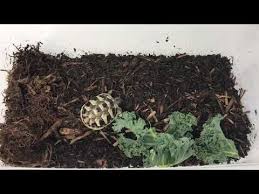 Captive bred baby snapping turtles for sale really aren't as scary as they look. Hermanns Tortoise For Sale Buy Baby Eastern Hermann Tortoises For Sale