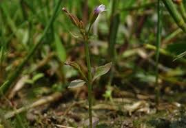 Image result for Linderniaceae