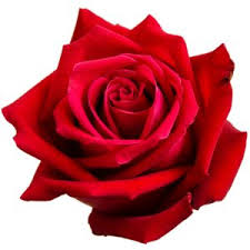 What Do The Different Colors Of Roses Signify On Valentine Day? |  Middletown De Florist