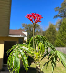 Image result for Jatropha multifida