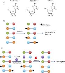 Image result for Azacitidine