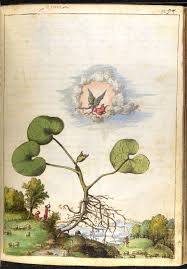 Full Page Botanical Painting Of Asarum Europaeum Or Assaro Hazelwort With Shepherds Looking Up At An A Botanical Drawings Botanical Painting Botanical Art