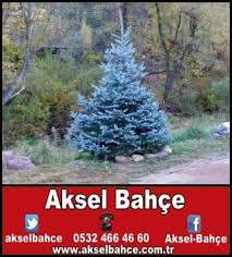 Ağaç çeşitleri, çeşitlerimizi görmek için lütfen tıklayın. Cam Cesitleri Aksel Bahce