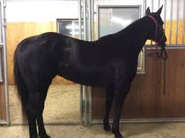 Joshua see other ads in this city state: Dj Smart Like Cocoa Quarter Horses For Sale Performance Horse Training New Prague Mn Krebsbach Performance Horses