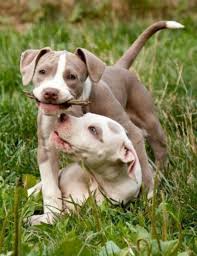 Cute Pitbull Puppies Pictures Of Pitbull Puppies Pitbulls Bully Breeds Dogs