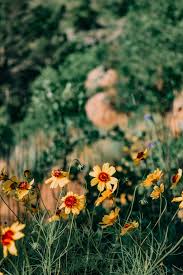 Sendflowers.com has been visited by 10k+ users in the past month Wichita Mountains Oklahoma S Best Kept Secret The Postcard Traveler
