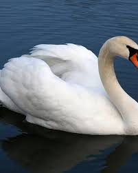 Mute Swan Cartoon Network Animals Wiki Fandom Finden sie perfekte illustrationen zum thema swan von getty images. mute swan cartoon network animals