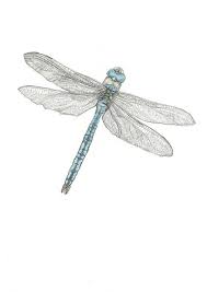 Print The Emperor Dragonfly Pencil Drawing Etsy Dragonfly Drawing Dragonfly Art Pencil Drawings