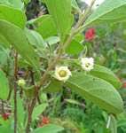 Image result for Diospyros sp. no. 1 sensu FZ