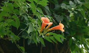 Pianta sempreverde con fiori arancioni : Rampicanti Con I Fiori Casafacile