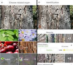 While leaves or needles are often used as an identifying feature, size, crown shape, type of bark, fruit and twigs also provide useful. 5 Best Tree Identification Apps For Android Ios 2021