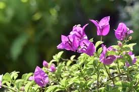 It can be used in pots or as ground cover, and it thrives in full sun with moderate water. Bougainvillea Buying Growing Guide Trees Com