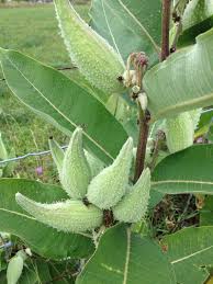 Free Plant Identification Planten Bloemen
