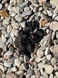 Image result for marten poop