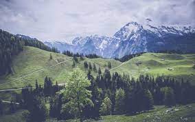 Check spelling or type a new query. Forest Mountains Wallpaper Nature And Landscape Wallpaper Better