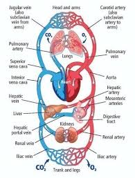 Draw A Neat Chart Of Circulatory System Or Excretory System
