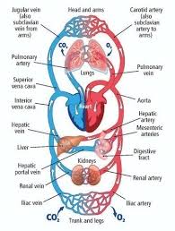 draw a neat chart of circulatory system or excretory system