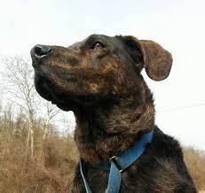 Shinnston Wv M Plott Hound Retriever X Named Leroy Humane Society Of Harrison County Https Www Petfinder Com Petdetail 37438 Plott Hound Retriever Hound