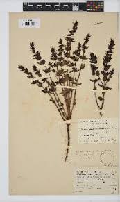 Image result for Buchnera lastii