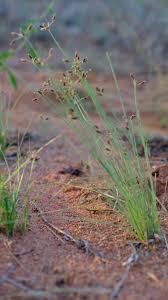 Image result for Bulbostylis trabeculata